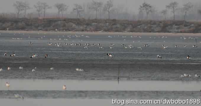 初冬北戴河观鸟