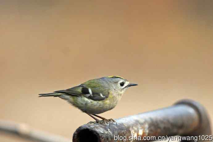 戴菊鸟(20) 戴菊鸟(20)