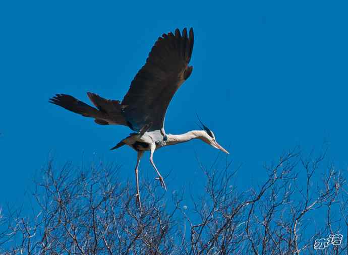 密云水库&nbsp;wbr路&nbsp;wbr大鸨、雉鸡和苍鹭