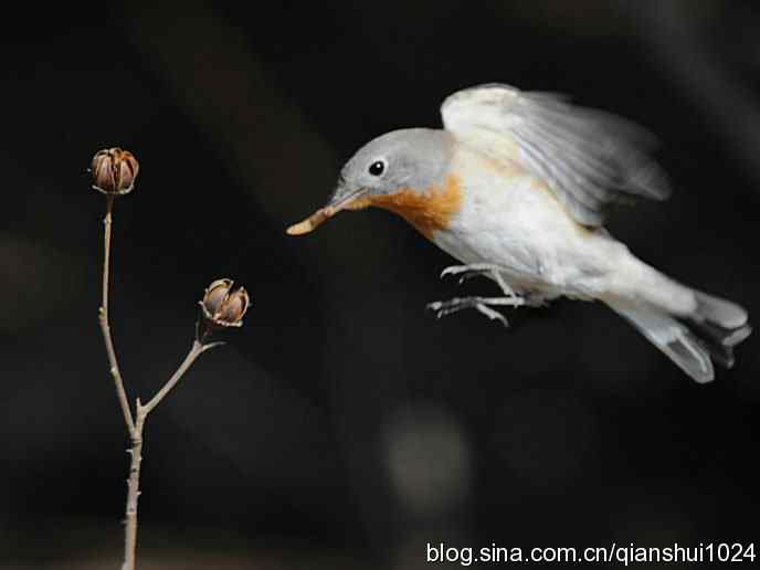 不愁吃喝的小鸟.红胸姬鹟(圆明园)