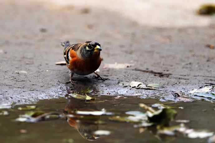 燕雀(抓拍)1 燕雀(抓拍)1