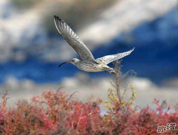 河北乐亭 wbr路 wbr大杓鹬 河北乐亭 wbr路 wbr大杓鹬
