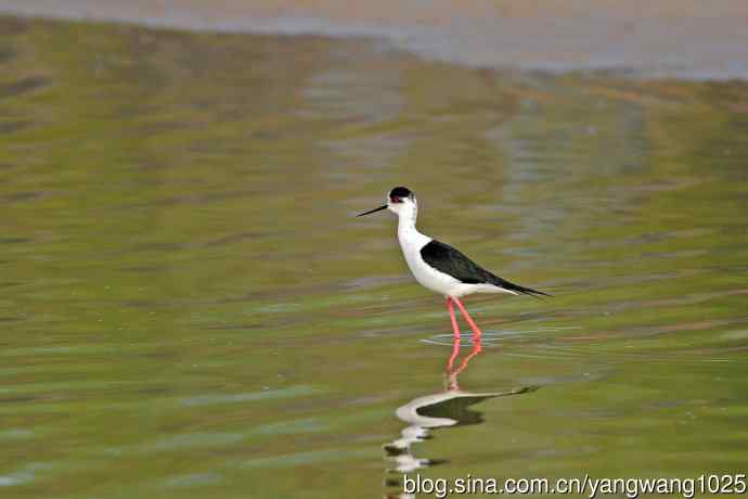 黑翅长脚鹬（2）