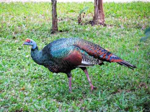 奇特的盔：眼斑吐绶鸡