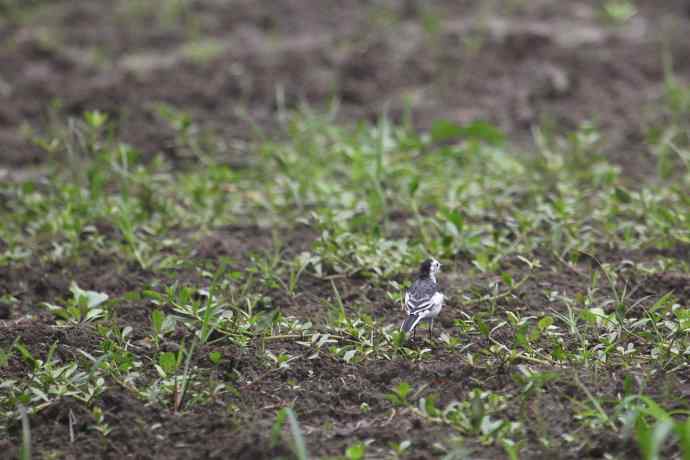 摄鸟拾趣（八） wbr白鹡鸰 wbr2012.07