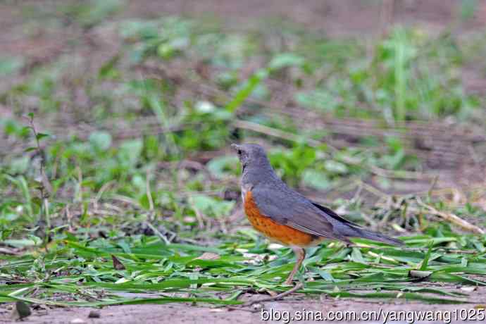 灰背鸫(2) 灰背鸫(2)