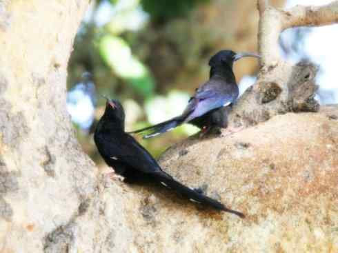 绝色攀禽:戴胜与林戴胜2 绝色攀禽:戴胜与林戴胜2