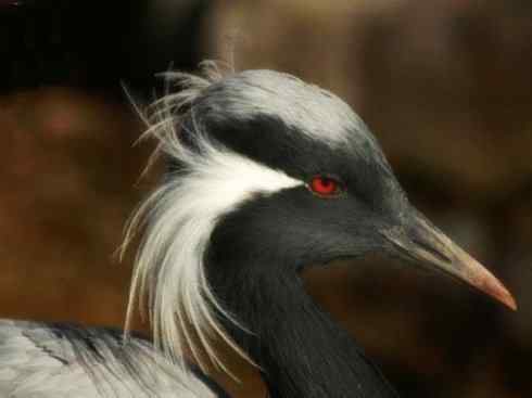 自然奇观：动物大迁徙(鹤类)