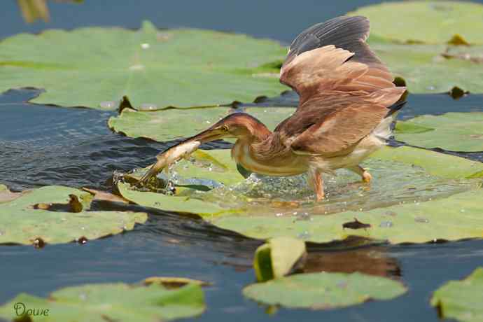 初到将府拍小鳽 初到将府拍小鳽
