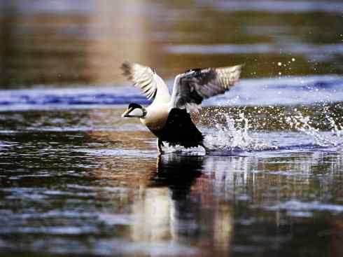 鸟类之最:欧绒鸭 鸟类之最:欧绒鸭