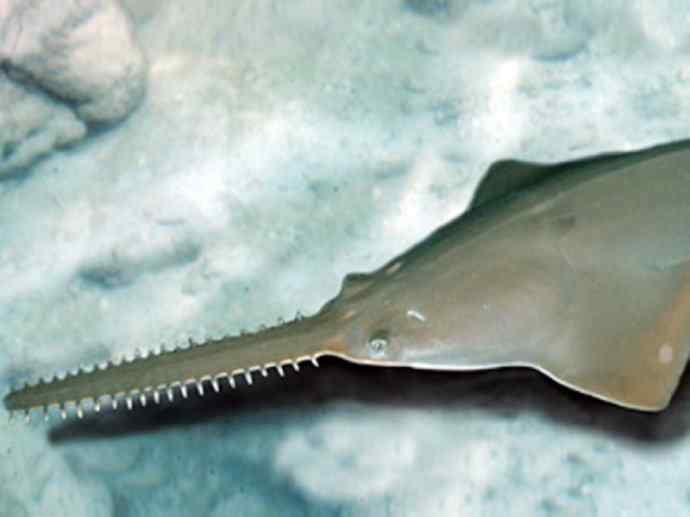 鱼类活化石:锯鳐 鱼类活化石:锯鳐