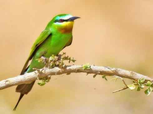 绝色攀禽：佛法僧目之蜂虎2