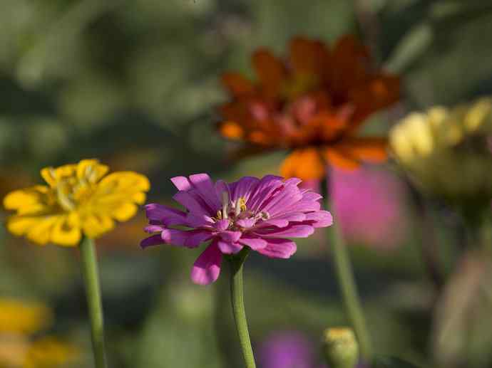 228.幸福像花儿一样美