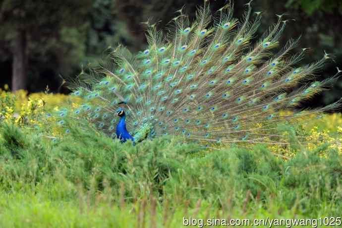 蓝孔雀（开屏）续