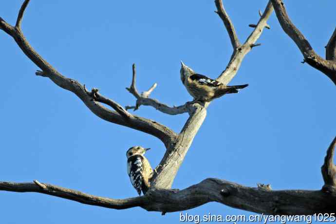 星头啄木鸟(亚种) 星头啄木鸟(亚种)