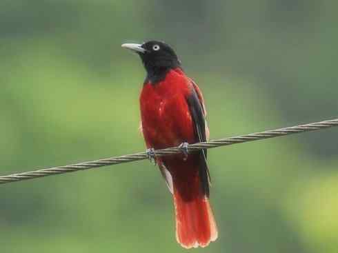 美丽无罪:雀鸟之朱鹂 美丽无罪:雀鸟之朱鹂