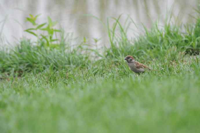 北京动物园的鸟类——午休