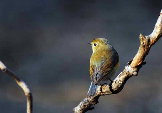 雌性红胁蓝尾鸲(22) 雌性红胁蓝尾鸲(22)