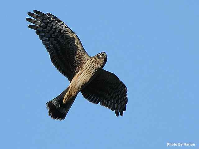厚道的白尾鹞可以有