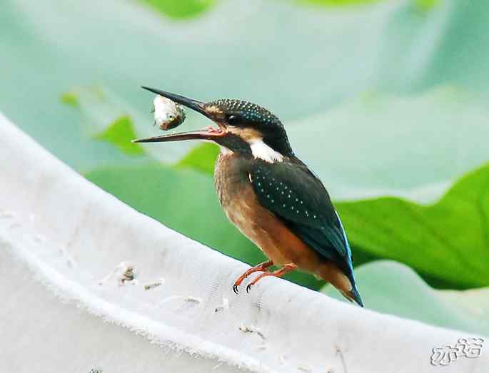 圆明园&nbsp;wbr路&nbsp;wbr小翠吃大鱼