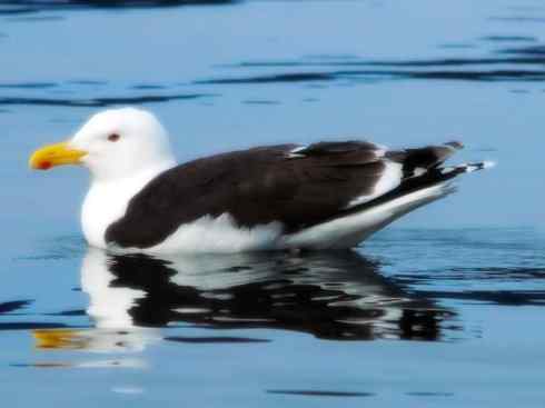 天生猎手：非猛禽类猎手之五（海上霸主军舰鸟、海鸥）