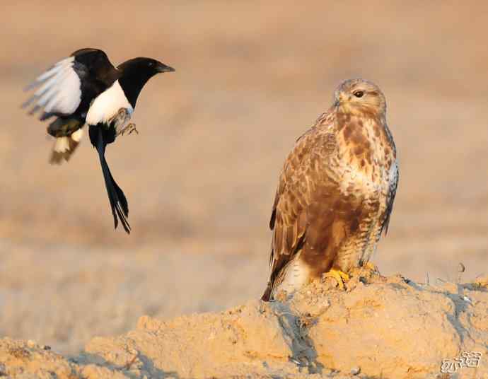 官厅水库&nbsp;wbr路&nbsp;wbr被喜鹊驱赶的毛脚鵟