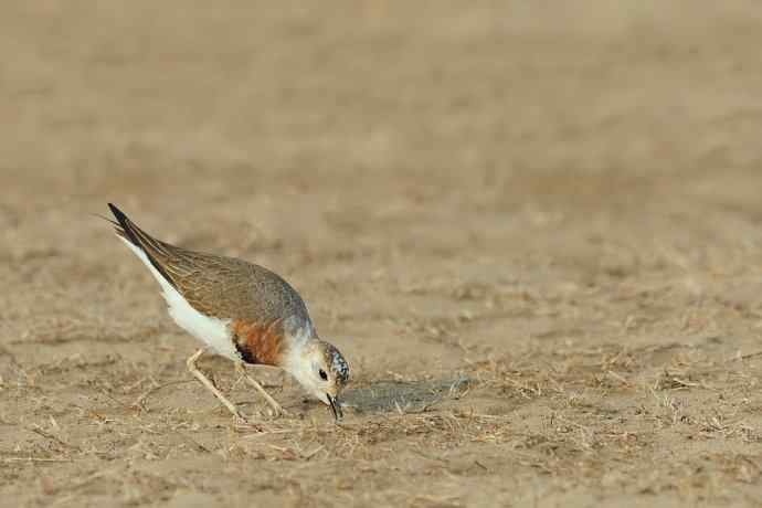 東方鸻(摄于野鸭湖) 東方鸻(摄于野鸭湖)