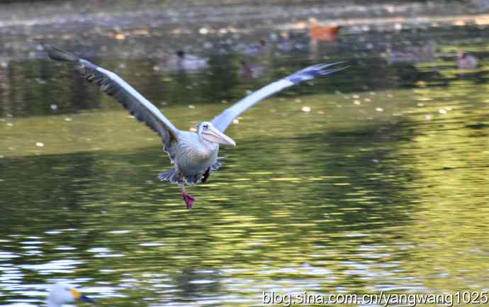 再拍鹈鹕 wbr wbr12