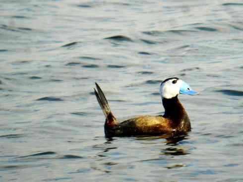 白头鸟系列：另类的美丽（白头硬尾鸭）