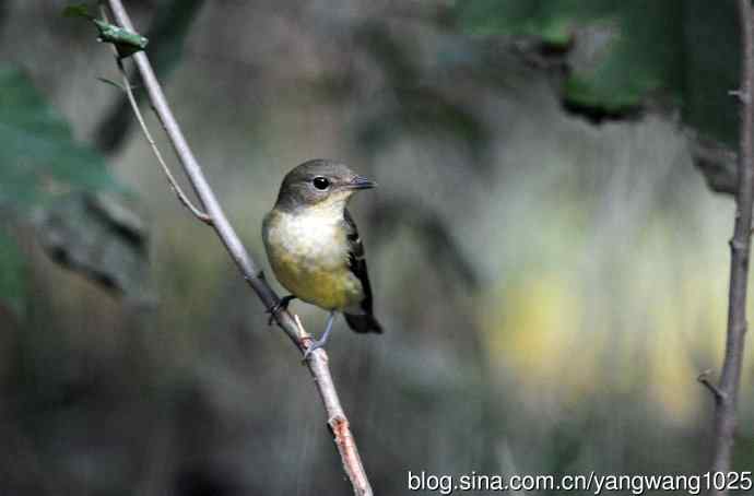 雌性白眉姬鹟（9）