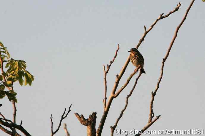 崇明东滩湿地公园十一月鸟况-望远镜打鸟