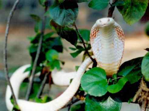 玄武：传说的兽原型探秘