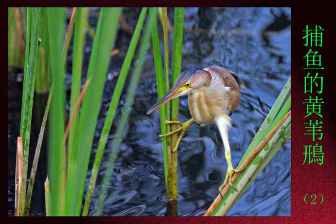 捕鱼的黄苇鳽（2）