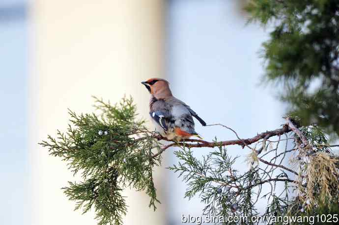 美吗?（太平鸟梳理篇）2