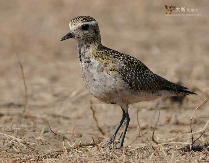 野鸭湖：金斑鸻