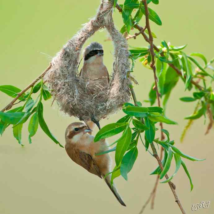 盘锦湿地 wbr路 wbr中华攀雀 盘锦湿地 wbr路 wbr中华攀雀