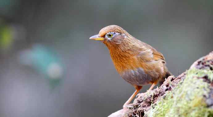 【画眉深浅入时无 wbr不如林间自在啼】（野生画眉鸟一组）
