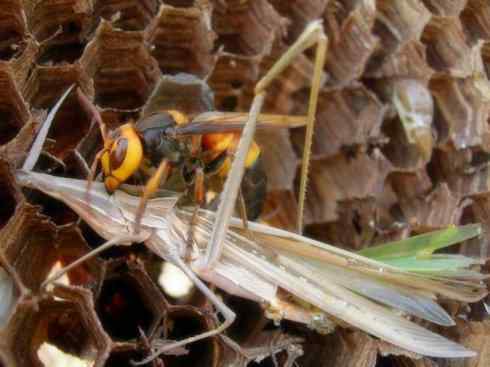 十大喜食蜂蜜动物：胡蜂