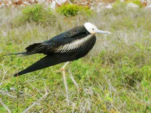 天生猎手：非猛禽类猎手之五（海上霸主军舰鸟、海鸥）