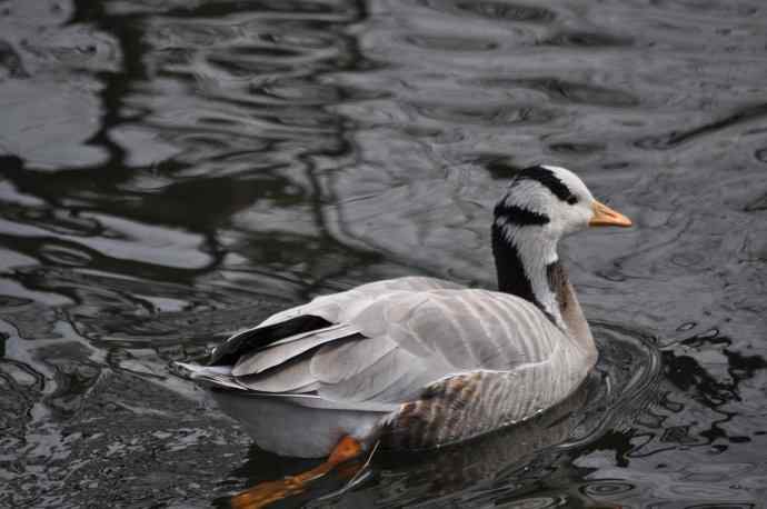 北京动物园的鸟类——斑头雁
