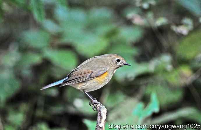 雌性红胁蓝尾鸲（53）