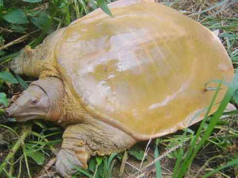 玄武:传说的兽原型探秘(鳖) 玄武:传说的兽原型探秘(鳖)