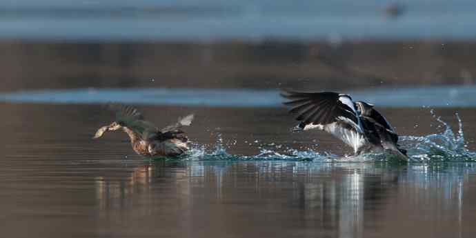 白秋沙鸭抢劫小