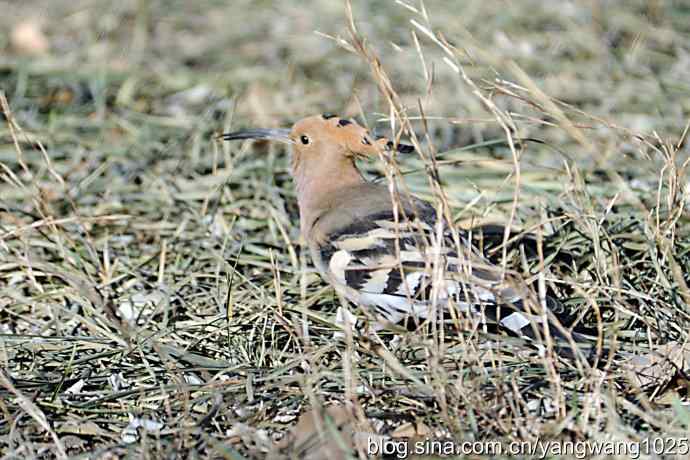 天坛公园又遇戴胜(觅食) 天坛公园又遇戴胜(觅食)