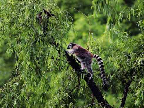 动物世界：山寨还是原创之十五