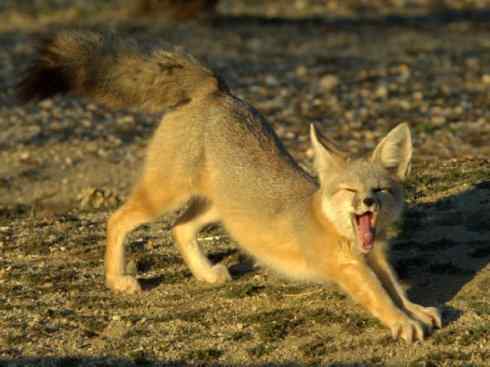 犬科：狐亚科狐属