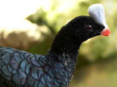 奇特的盔：盔凤冠雉