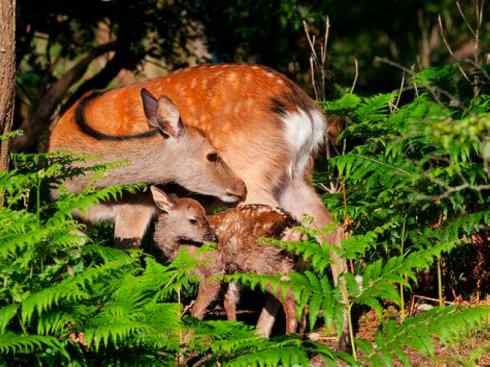 麒麟：传说的兽原型探秘（梅花鹿）