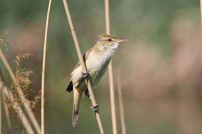 东方大苇莺 东方大苇莺