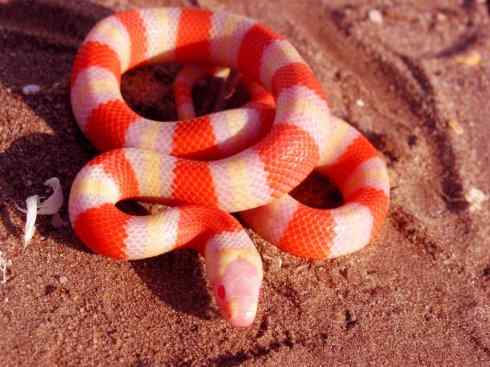 龙：传说的兽原型探秘（游蛇类）